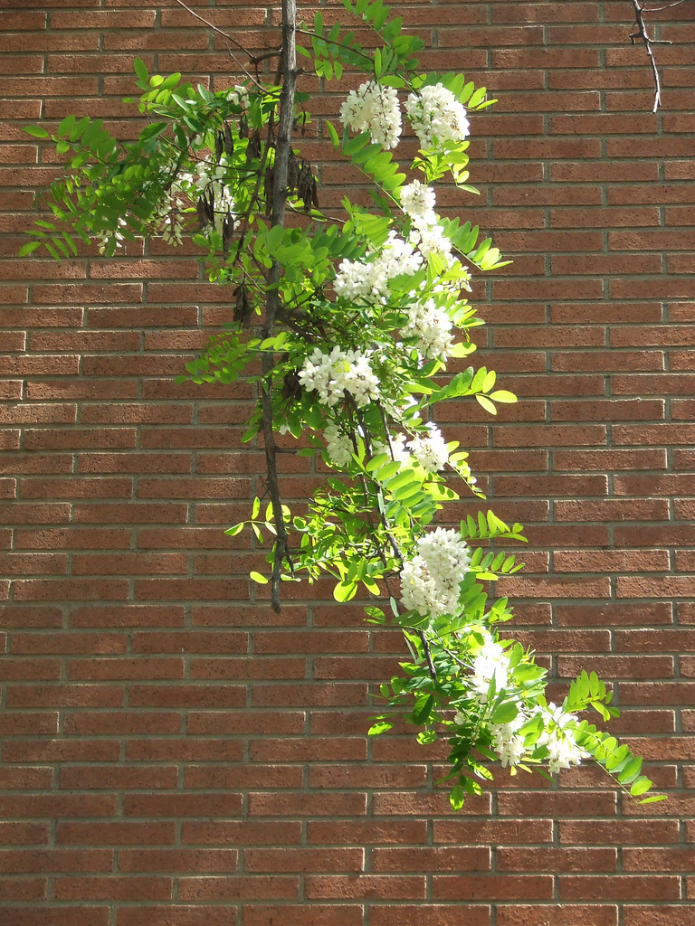 معرفی و راهنمای پرورش درختان زینتی - اقاقیای توپی(پیوندی)